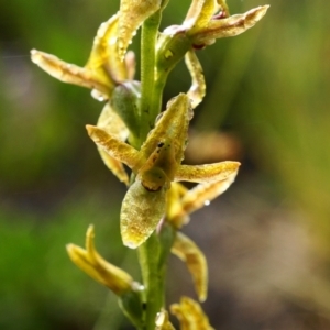 Paraprasophyllum tadgellianum at Cotter River, ACT - 2 Jan 2021