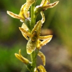 Prasophyllum tadgellianum (Tadgell's leek orchid) at Cotter River, ACT - 1 Jan 2021 by shoko