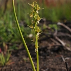 Paraprasophyllum tadgellianum at Cotter River, ACT - 2 Jan 2021