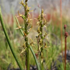 Paraprasophyllum tadgellianum at Cotter River, ACT - 2 Jan 2021