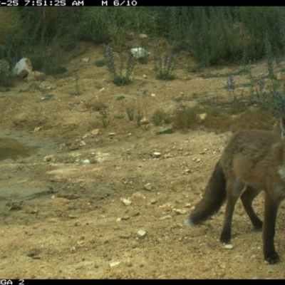 Vulpes vulpes (Red Fox) at Michelago, NSW - 25 Dec 2020 by Illilanga