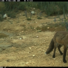 Vulpes vulpes at Michelago, NSW - 25 Dec 2020