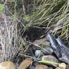 Tachyglossus aculeatus (Short-beaked Echidna) at Illilanga & Baroona - 3 Jan 2020 by Illilanga