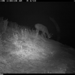 Dama dama (Fallow Deer) at Michelago, NSW - 5 Jan 2020 by Illilanga