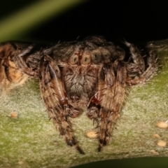 Dolophones sp. (genus) (Wrap-around spider) at Melba, ACT - 17 Dec 2020 by kasiaaus