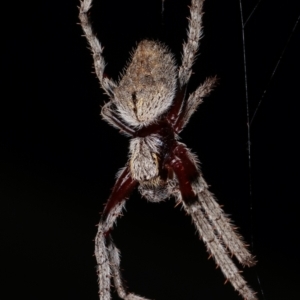 Hortophora sp. (genus) at Melba, ACT - 18 Dec 2020