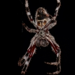 Hortophora sp. (genus) at Melba, ACT - 18 Dec 2020