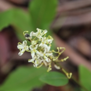 Lomatia ilicifolia at Budawang, NSW - 2 Jan 2021