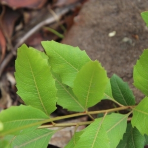 Lomatia ilicifolia at Budawang, NSW - 2 Jan 2021