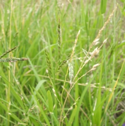 Eriochloa pseudoacrotricha at Nangus, NSW - 19 Dec 2010 by abread111