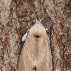 Cryptophasa sp. nr balteata (A Gelechioid moth) at Melba, ACT - 18 Dec 2020 by kasiaaus