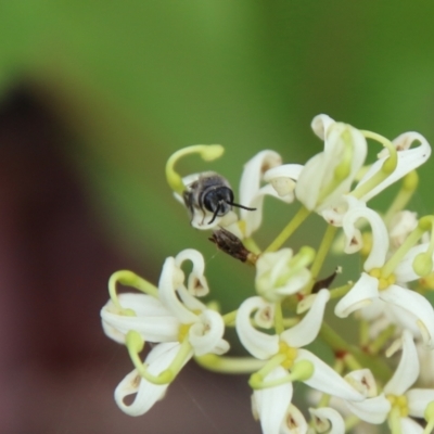 Leioproctus sp. (genus) (Plaster bee) at QPRC LGA - 2 Jan 2021 by LisaH