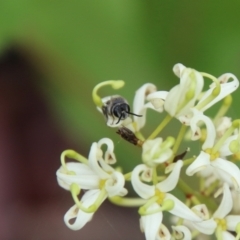 Leioproctus sp. (genus) (Plaster bee) at Budawang, NSW - 2 Jan 2021 by LisaH