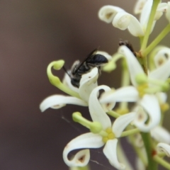 Leioproctus sp. (genus) at Budawang, NSW - 2 Jan 2021 11:45 AM