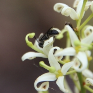 Leioproctus sp. (genus) at Budawang, NSW - 2 Jan 2021