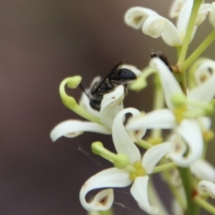 Leioproctus sp. (genus) at Budawang, NSW - 2 Jan 2021