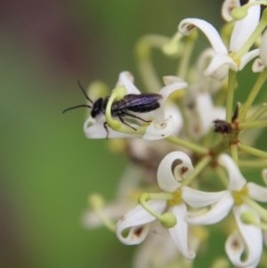 Leioproctus sp. (genus) at Budawang, NSW - 2 Jan 2021