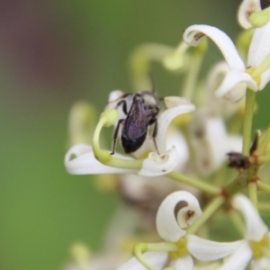 Leioproctus sp. (genus) at Budawang, NSW - 2 Jan 2021