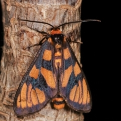 Amata (genus) (Handmaiden Moth) at Melba, ACT - 18 Dec 2020 by kasiaaus