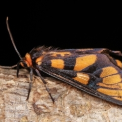 Amata (genus) at Melba, ACT - 18 Dec 2020 11:26 PM