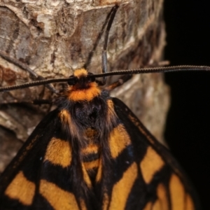 Amata (genus) at Melba, ACT - 18 Dec 2020 11:26 PM