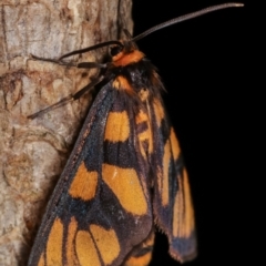 Amata (genus) at Melba, ACT - 18 Dec 2020 11:26 PM