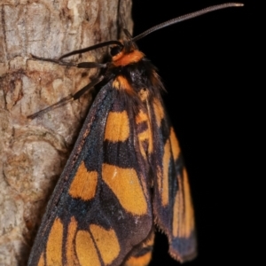 Amata (genus) at Melba, ACT - 18 Dec 2020