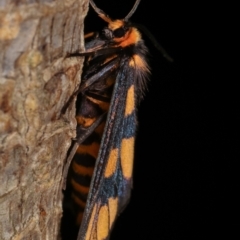 Amata (genus) at Melba, ACT - 18 Dec 2020 11:26 PM