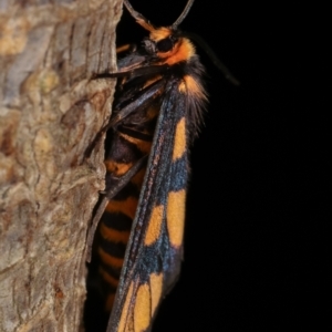 Amata (genus) at Melba, ACT - 18 Dec 2020