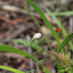 Helichrysum leucopsideum at Budawang, NSW - 2 Jan 2021 11:47 AM