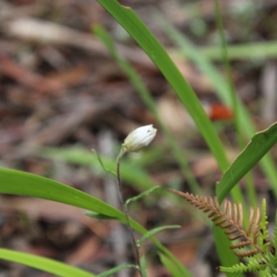 Helichrysum leucopsideum (Satin Everlasting) at Budawang, NSW - 2 Jan 2021 by LisaH