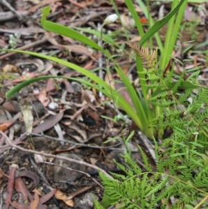 Helichrysum leucopsideum at Budawang, NSW - 2 Jan 2021 11:47 AM