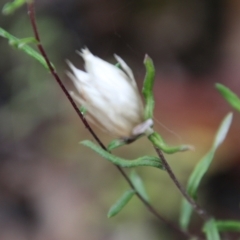 Helichrysum leucopsideum at Budawang, NSW - 2 Jan 2021 11:47 AM