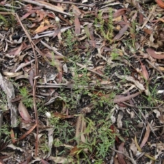 Helichrysum leucopsideum at Budawang, NSW - 2 Jan 2021 11:47 AM