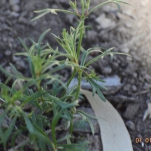 Haloragis heterophylla at Weston, ACT - 1 Jan 2021