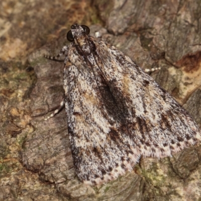 Spectrotrota fimbrialis (A Pyralid moth) at Melba, ACT - 18 Dec 2020 by kasiaaus