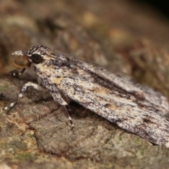 Spectrotrota fimbrialis at Melba, ACT - 18 Dec 2020 11:24 PM