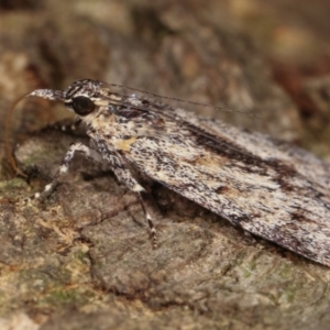 Spectrotrota fimbrialis at Melba, ACT - 18 Dec 2020 11:24 PM