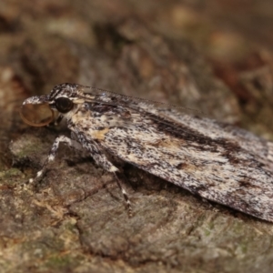 Spectrotrota fimbrialis at Melba, ACT - 18 Dec 2020 11:24 PM