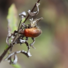 Ecnolagria grandis (Honeybrown beetle) at Budawang, NSW - 2 Jan 2021 by LisaH
