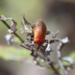 Ecnolagria grandis at Budawang, NSW - 2 Jan 2021