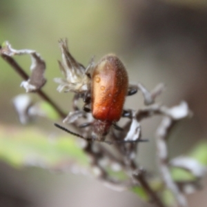 Ecnolagria grandis at Budawang, NSW - 2 Jan 2021