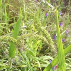 Setaria verticillata (Whorled Pigeon Grass) at Nangus, NSW - 19 Dec 2010 by abread111