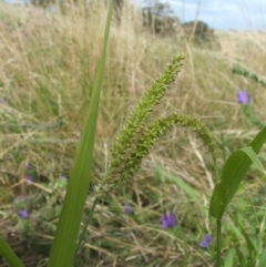 Setaria verticillata at Nangus, NSW - 19 Dec 2010