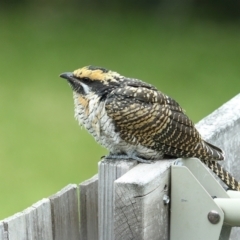 Eudynamys orientalis (Pacific Koel) at Merimbula, NSW - 1 Jan 2021 by Leo