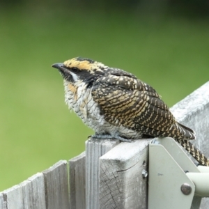 Eudynamys orientalis at Merimbula, NSW - 1 Jan 2021 09:38 AM