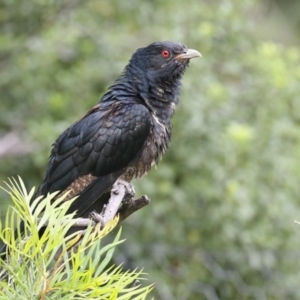 Eudynamys orientalis at Merimbula, NSW - 31 Dec 2020