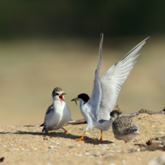 Sternula albifrons (Little Tern) at Tathra, NSW - 1 Jan 2021 by Leo