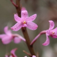 Dipodium roseum (Rosy Hyacinth Orchid) at Budawang, NSW - 2 Jan 2021 by LisaH