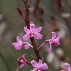 Dipodium roseum at Budawang, NSW - suppressed